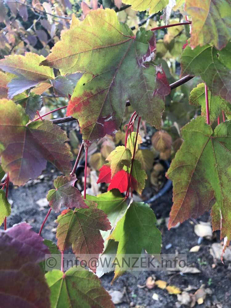 Acer rubrum Sun Valley 001.JPG